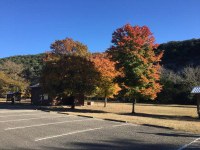 Trees with fall color next to a parking lot