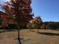 More trees with fall foliage