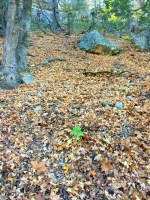 Trail covered in brown leaves