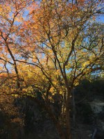 tree with fall foliage color