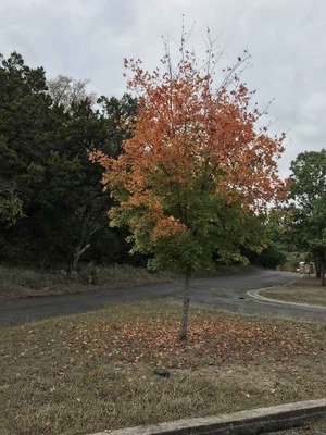 Nov. 12, 2017 Park HQ Foliage Photo 