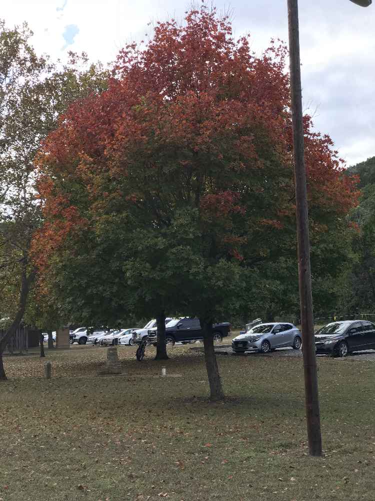 Nov. 12, 2017 Day Use Area Foliage Photo