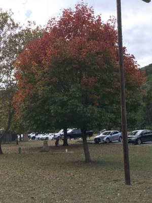 Nov. 12, 2017 Day Use Area Foliage Photo