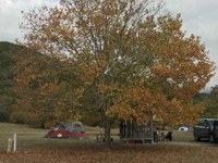 See a larger version of this photo of foliage at the Campground.