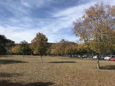 Nov. 21, 2017 Day Use Area Foliage Photo
