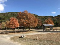 See a larger version of this photo of foliage at the campground.