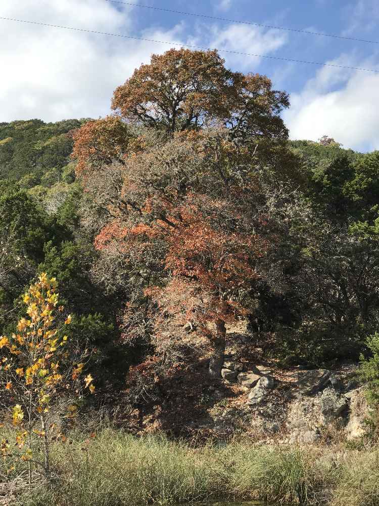 Nov. 27, 2017 Old Faithful Foliage Photo 