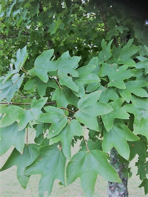 Oct. 17, 2018 Park Foliage Photo (close up off green maple leaves)