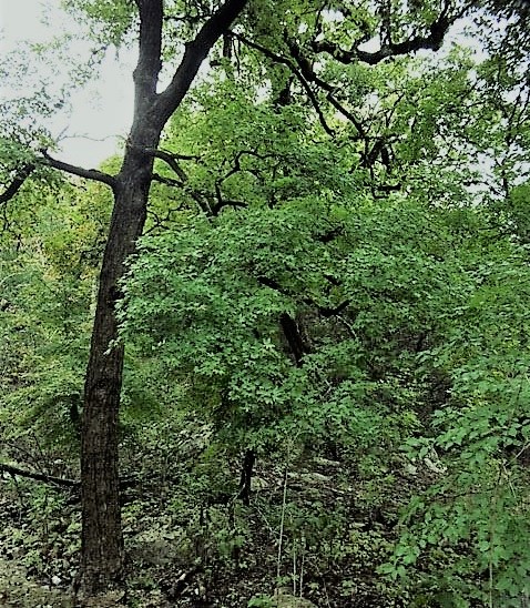 Oct. 17, 2018 Park Foliage Photo (green maple leaves on a tree)