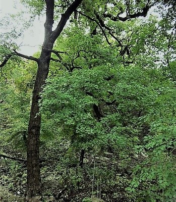 Oct. 17, 2018 Park Foliage Photo (green maple leaves on a tree)