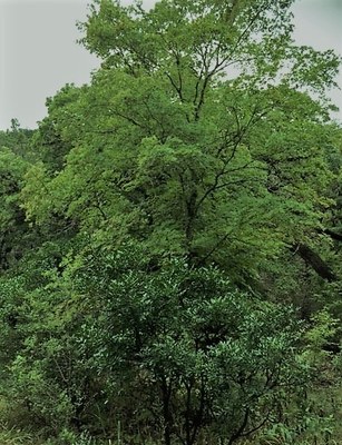 Oct. 17, 2018 Park Foliage Photo (another photo of green maple leaves on a tree)