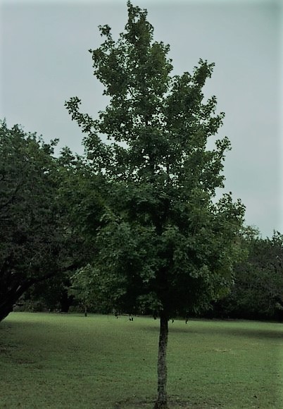 Oct. 17, 2018 Park Foliage Photo (A young maple tree with green leaves, near the park HQ)