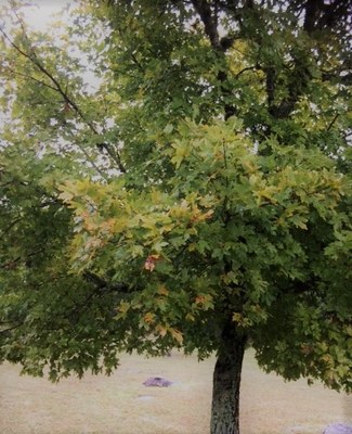 Oct. 24, 2018 Park Foliage Photo (close up of young maple tree with mostly green leaves)