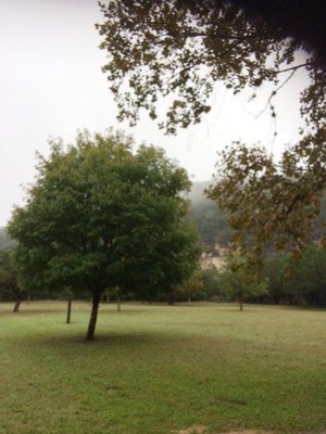 Oct. 24, 2018 Park Foliage Photo (green maple leaves on a tree)