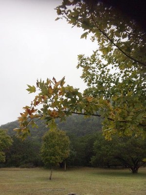 Oct. 24, 2018 Park Foliage Photo (another photo of mostly green  leaves and some yellow on a maple tree)