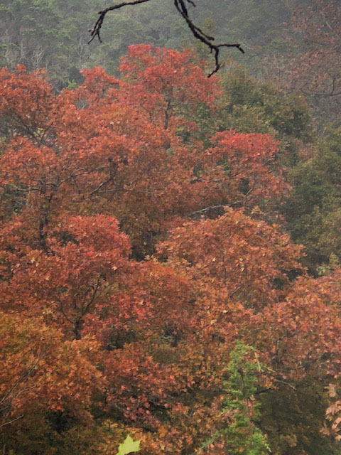 Oct. 27, 2018 Park Foliage Photo (close up of a maple tree with mostly red-orange leaves)