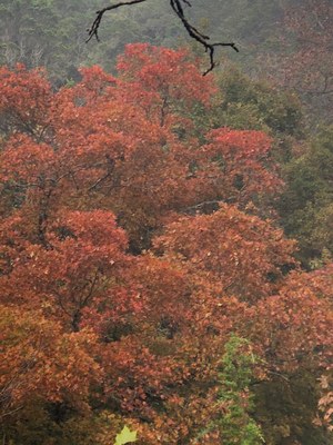 Oct. 27, 2018 Park Foliage Photo (close up of a maple tree with mostly red-orange leaves)