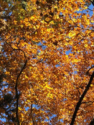 Oct. 27, 2018 Park Foliage Photo (orange-yellow maple leaves on a tree)