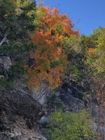 See a larger version of the third photo of the Oct. 31 foliage report;  taken on Oct. 27, 2018. 