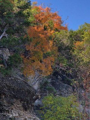 Oct. 27, 2018 Park Foliage Photo (photo of mostly green  leaves and a maple tree with mostly orange leaves)