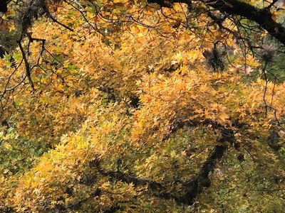 Oct. 31, 2018 Park Foliage Photo (closeup photo of mostly yellow leaves on a maple tree)