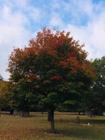See a larger version of the first photo of the Nov. 7, 2018, foliage report. 