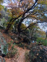 See a larger version of the second photo of the Nov. 7, 2018, foliage report.