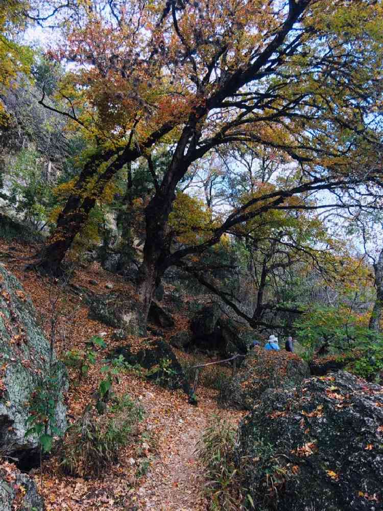 Nov. 7, 2018 Park Foliage Photo (trees with different colored leaves and colored leaves on the ground)