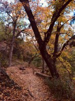 See a larger version of the third photo of the Nov. 7, 2018, foliage report.