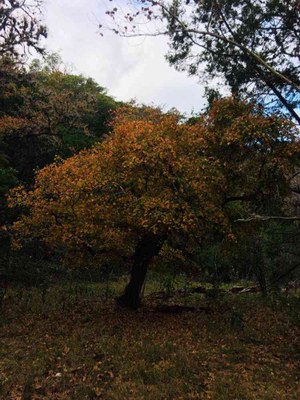 Nov. 7, 2018 Park Foliage Photo (a maple tree with red-orange leaves)