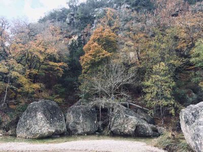 Nov. 7, 2018 Park Foliage Photo (maple trees with some red-orange leaves)