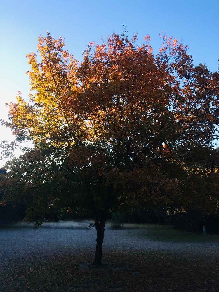 Nov. 14, 2018 Park Foliage Photo (a maple tree with mostly red-orange leaves)