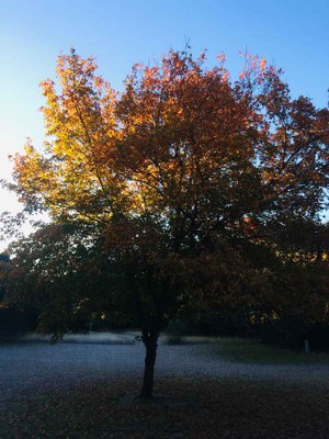 Nov. 14, 2018 Park Foliage Photo (a maple tree with mostly red-orange leaves)