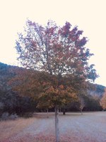 See a larger version of the second photo of the Nov. 14 foliage report;  taken on Nov. 14, 2018. 