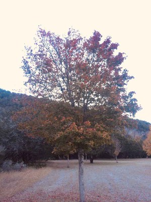 Nov. 14, 2018 Park Foliage Photo (young maple tree with different colored leaves)