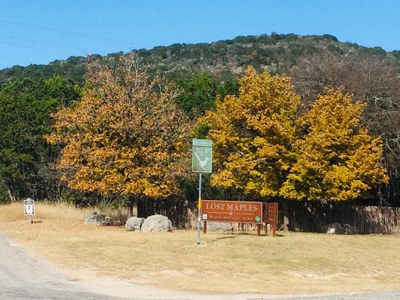 Nov. 21, 2018 Park Foliage Photo (2 maple trees with mostly yellow-orange leaves next to the entrance sign)