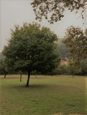 Oct. 5, 2019, photo of a maple tree at Lost Maples State Natural Area 