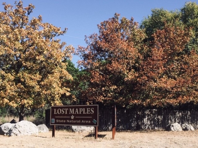 Oct. 21, 2019, photo of maple trees at Lost Maples State Natural Area 