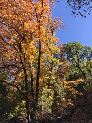 Oct. 29, 2019, photo of maple trees at Lost Maples State Natural Area 