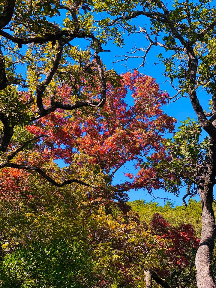 Oct. 29, 2019, photo of maple trees at Lost Maples State Natural Area 