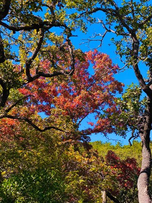 Oct. 29, 2019, photo of maple trees at Lost Maples State Natural Area 