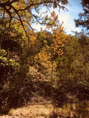 Nov. 4,  2019, photo of maple trees at Lost Maples State Natural Area 