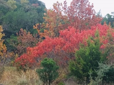 Nov. 11,  2019, photo 1 of maple trees at Lost Maples State Natural Area 