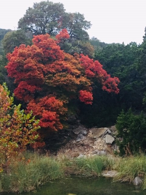 Lost Maples Fall Foliage Report Lost Maples State Natural Area 2019 Fall Foliage Report Archive — Texas  Parks & Wildlife Department