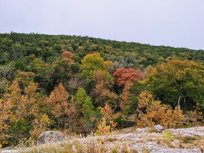 Nov. 18,  2019, photo 1 of maple trees at Lost Maples State Natural Area 