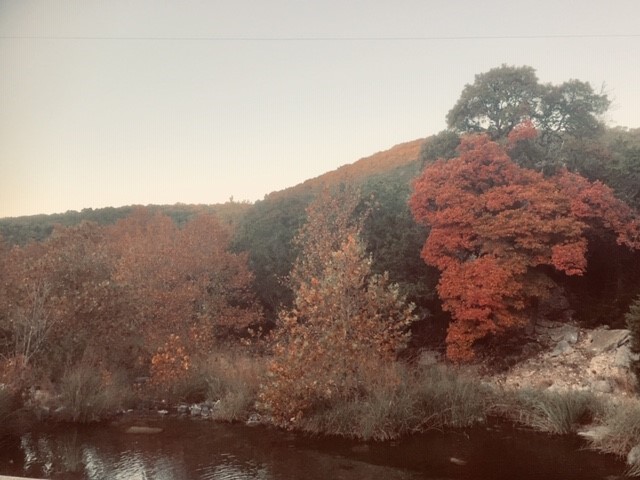 Nov. 18,  2019, photo 2 of maple trees at Lost Maples State Natural Area 