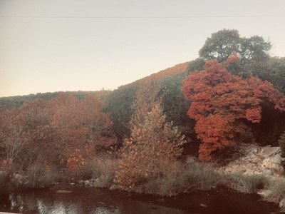 Nov. 18,  2019, photo 2 of maple trees at Lost Maples State Natural Area 