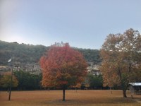 See a larger version of the third photo of the  Nov. 18, 2019 fall foliage report.