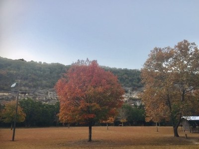 Nov. 18,  2019, photo 3 of maple trees at Lost Maples State Natural Area 
