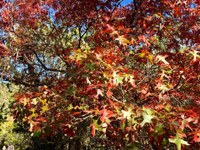 See a larger version of the first photo of the  Nov. 26, 2019 fall foliage report.
